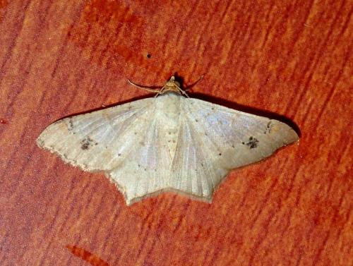 Chiasmia sp.